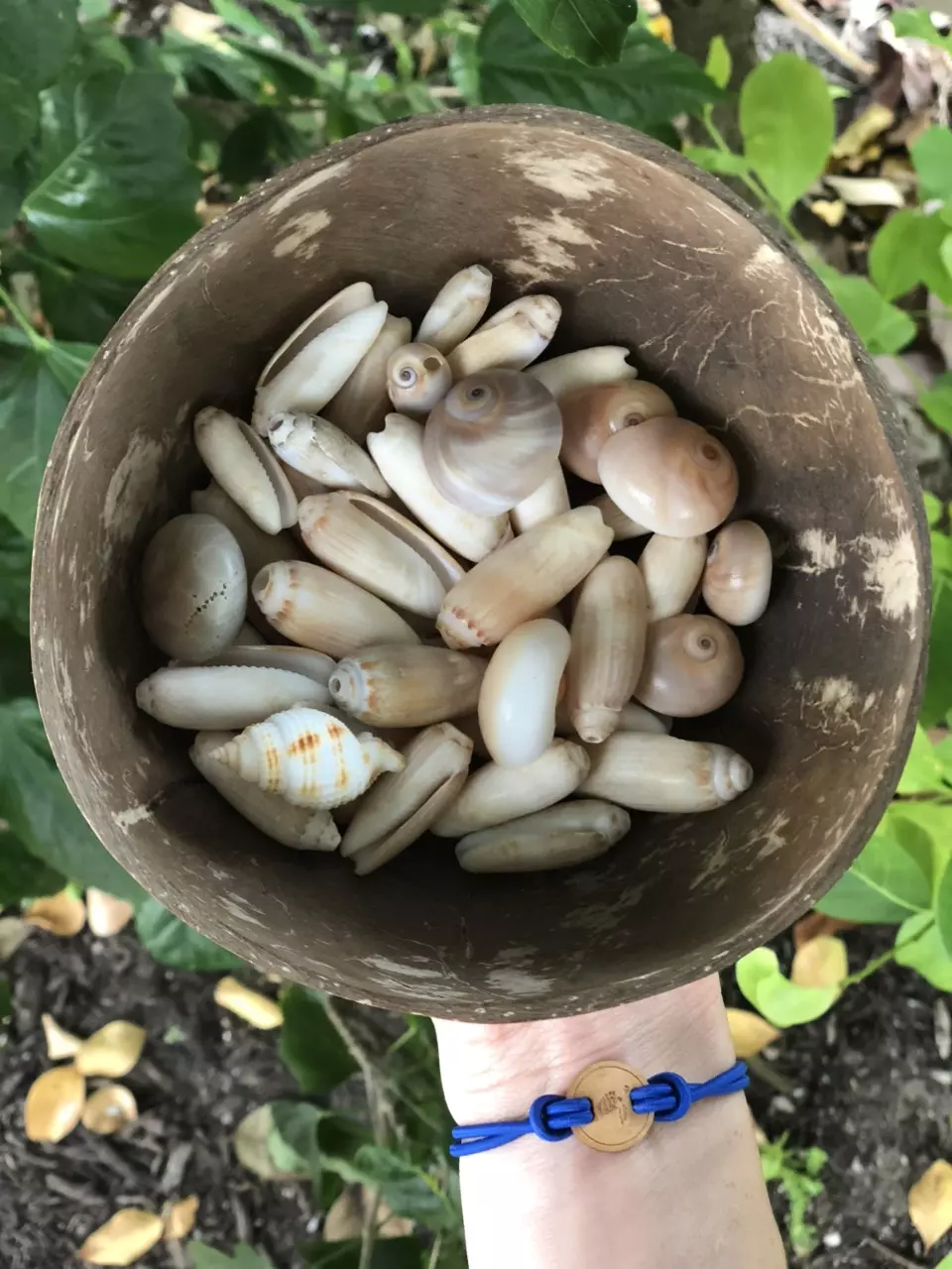 plant/1 Scoop of Florida Native (1 cup)-1