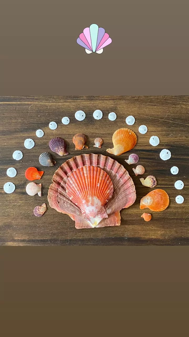 plant/1 Scoop of Florida Native (1 cup)-8