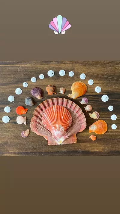 plant/1 Scoop of Florida Native (1 cup)-8-thumbnail