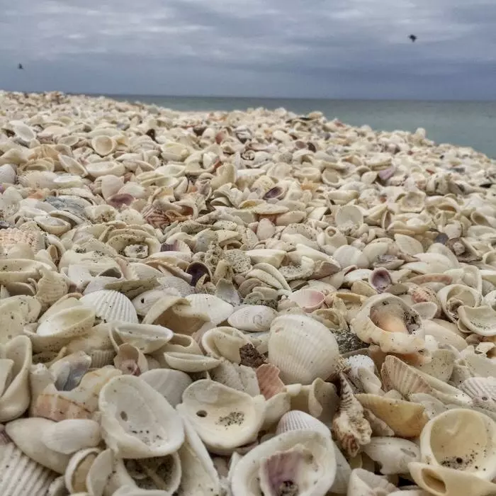 plant/1 Scoop of Florida Native (1 cup)-0