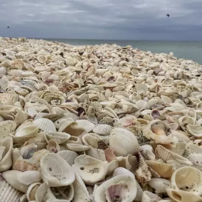 plant/1 Scoop of Florida Native (1 cup)-0-thumbnail