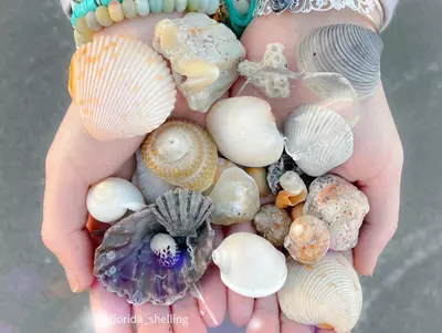 plant/1 Scoop of Florida Native (1 cup)-5-thumbnail