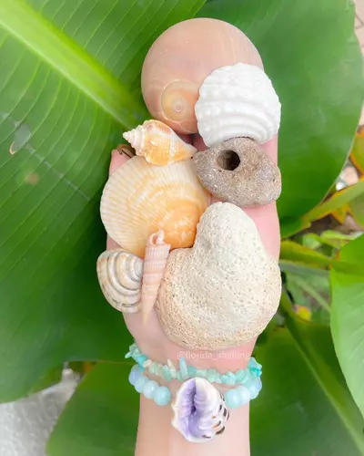 plant/1 Scoop of Florida Native (1 cup)-4-thumbnail