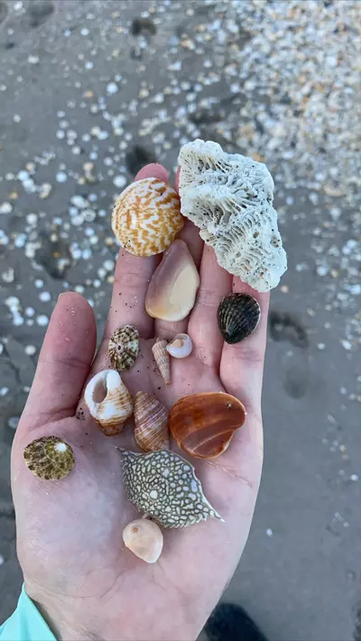 plant/1 Scoop of Florida Native (1 cup)-6-thumbnail