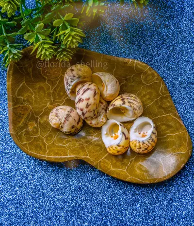 plant/1  XL Florida Bleeding Teeth Nerite-0-thumbnail