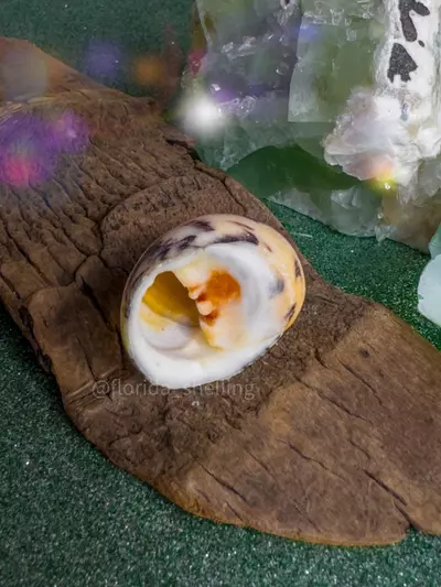 plant/1  XL Florida Bleeding Teeth Nerite-1-thumbnail