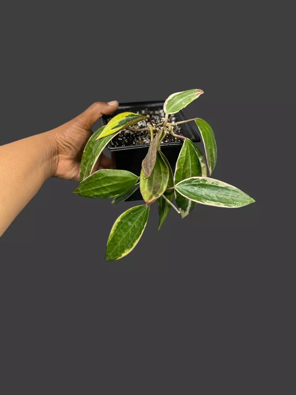 plant/Hoya Macrophylla Albomarginata-0