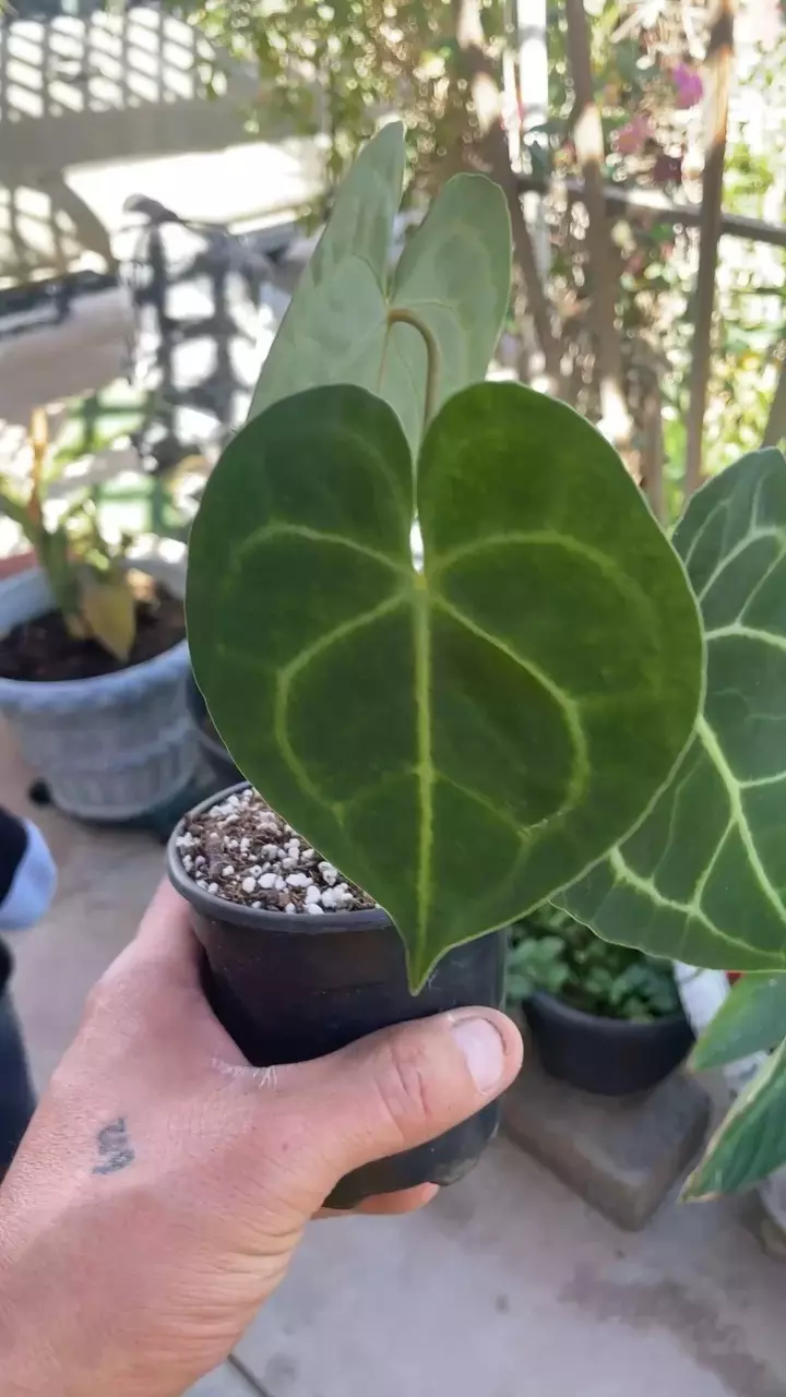 plant/Anthurium clarinervium x Ace of spade ♠️-0