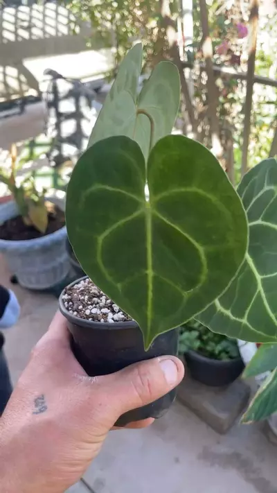 plant/Anthurium clarinervium x Ace of spade ♠️-0-thumbnail