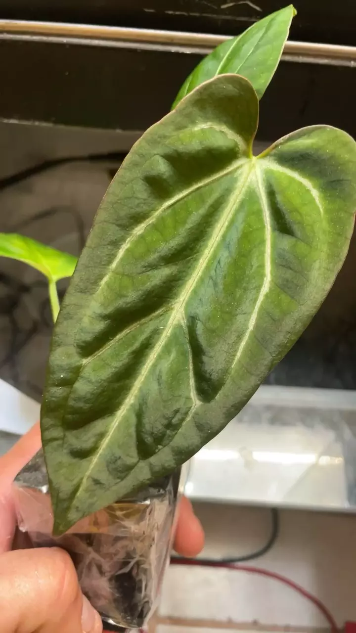 plant/Anthurium Tim’s black x long-0