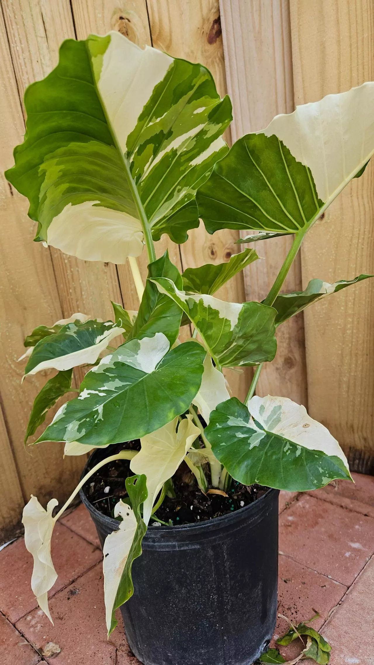 plant/Variegated Alocasia Calidora 2ft tall Elephant ear-3