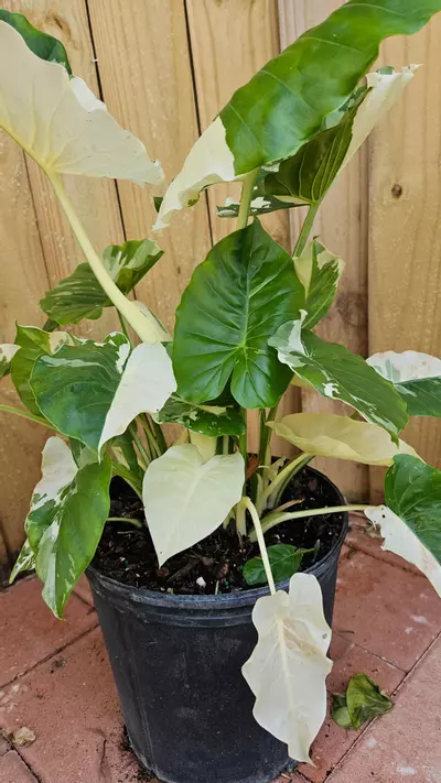 plant/Variegated Alocasia Calidora 2ft tall Elephant ear-2-thumbnail