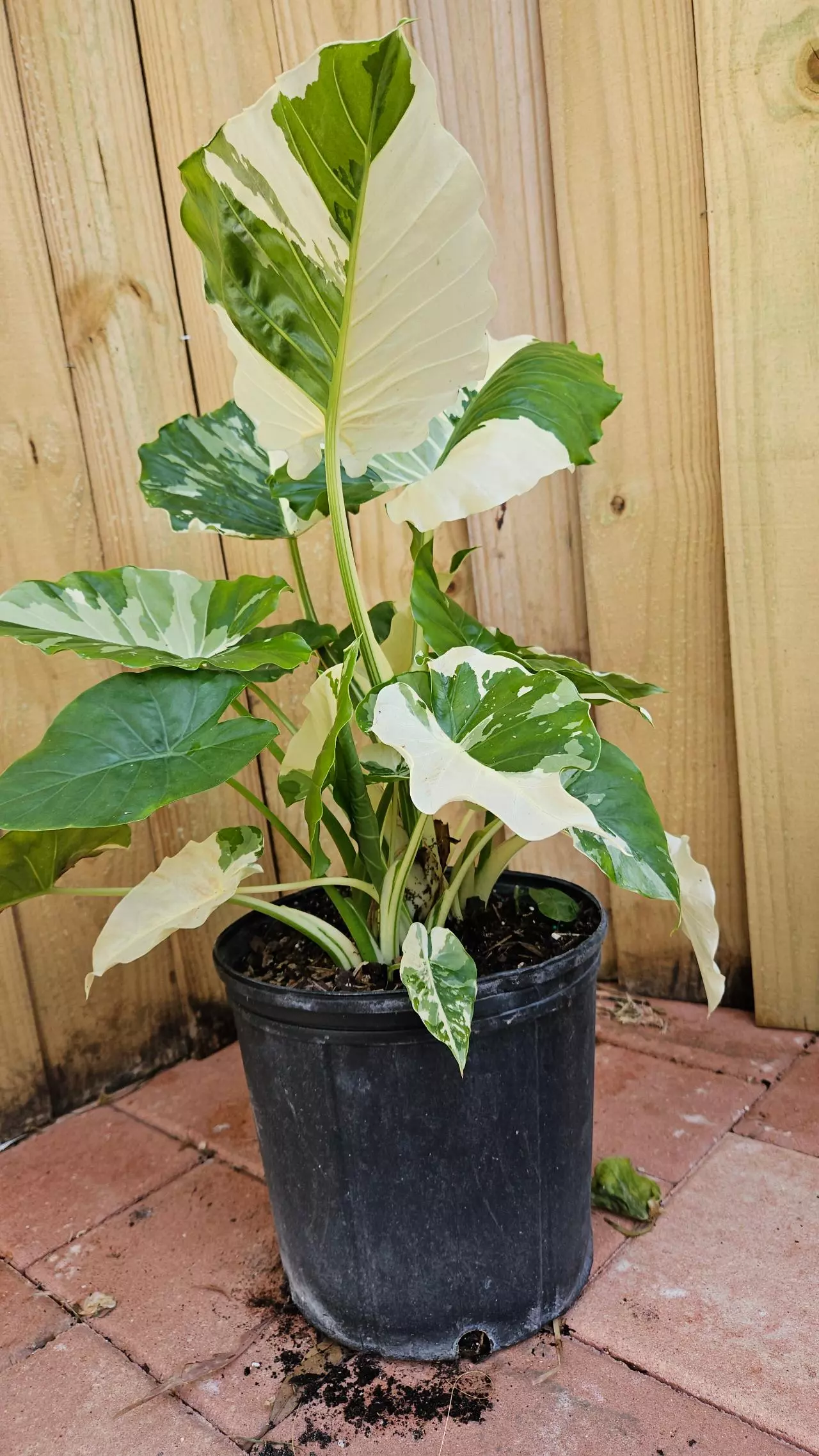 plant/Variegated Alocasia Calidora 2ft tall Elephant ear-0
