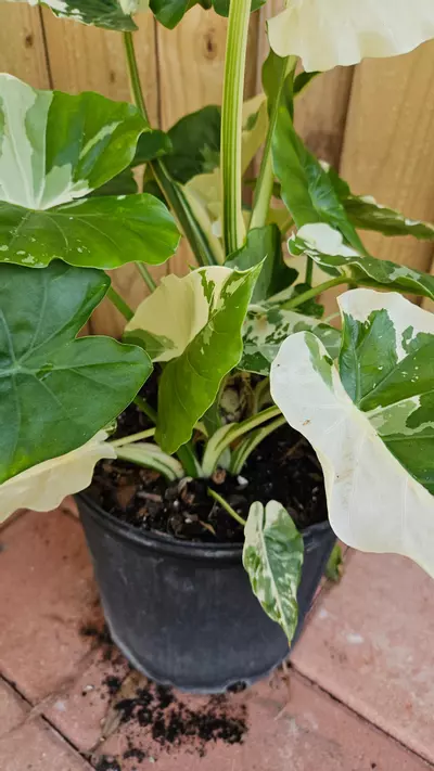 plant/Variegated Alocasia Calidora 2ft tall Elephant ear-1-thumbnail