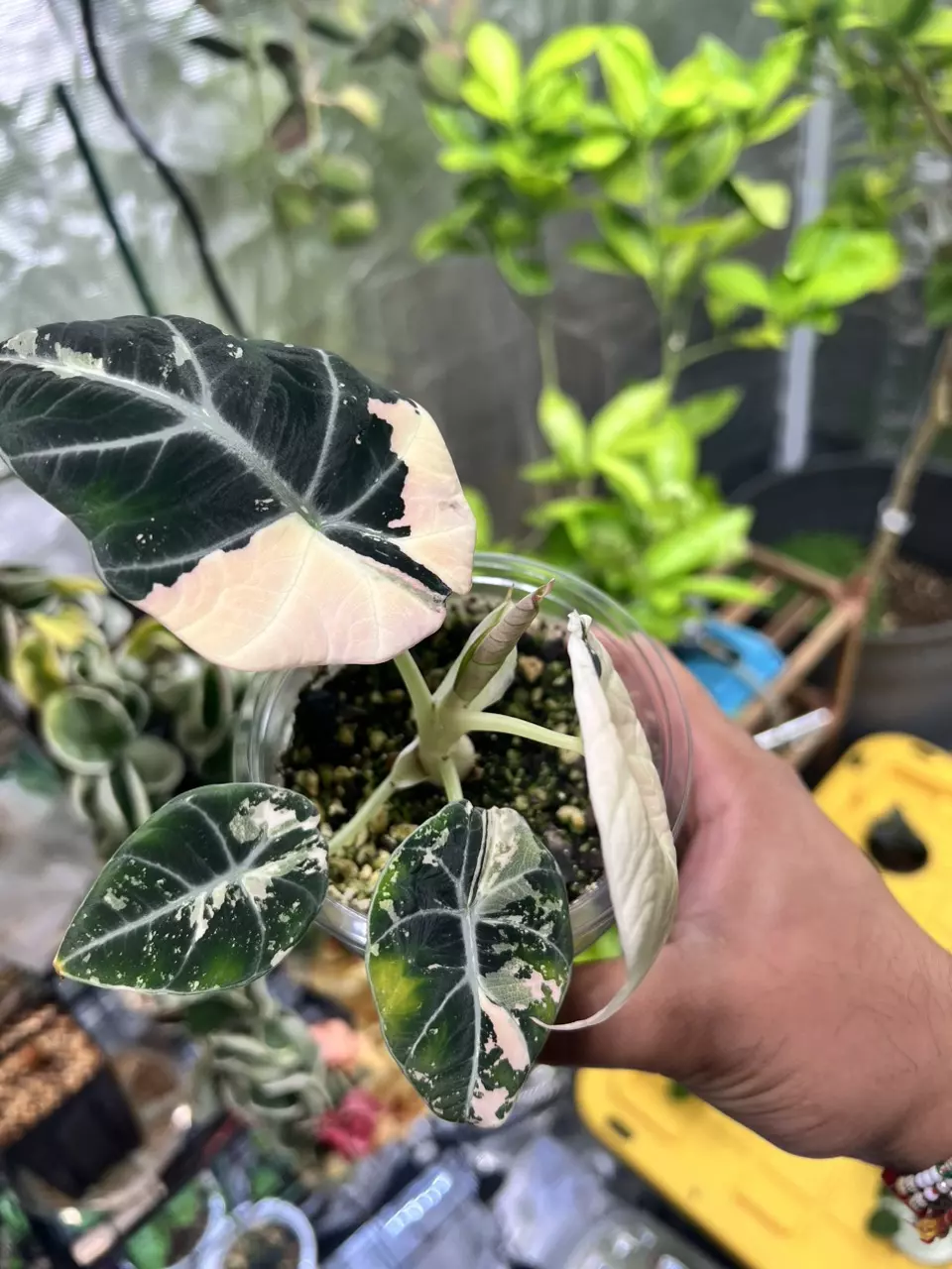 plant/Variegated Alocasia Black Velvet (Pink)-1