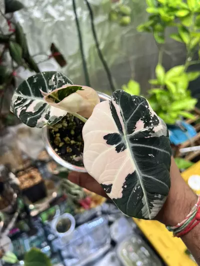 plant/Variegated Alocasia Black Velvet (Pink)-0-thumbnail