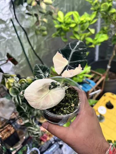 plant/Variegated Alocasia Black Velvet (Pink)-0-thumbnail