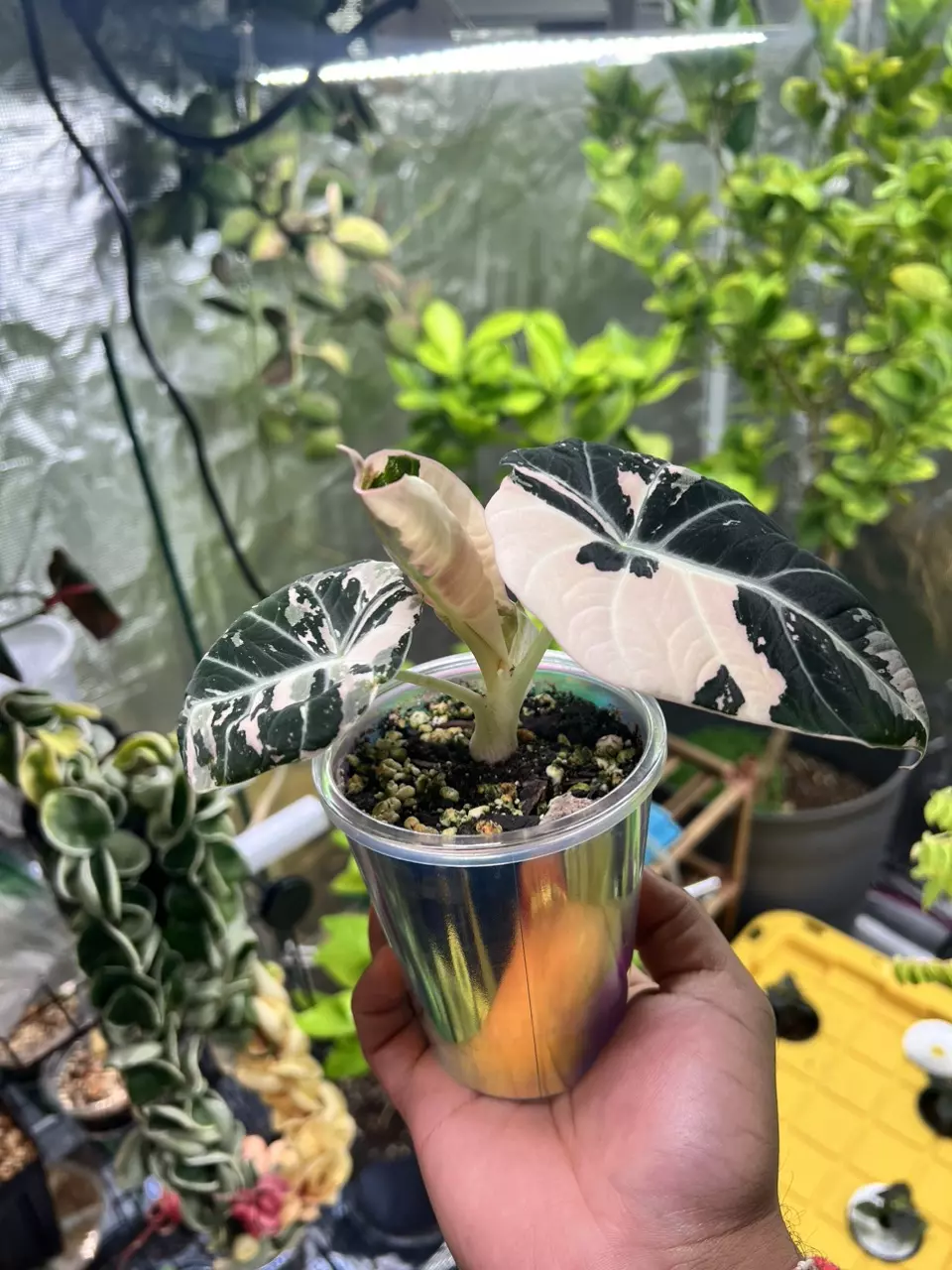 plant/Variegated Alocasia Black Velvet (Pink)-2