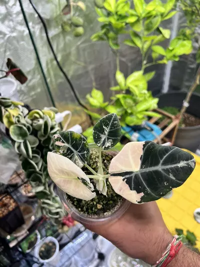 plant/Variegated Alocasia Black Velvet (Pink)-2-thumbnail