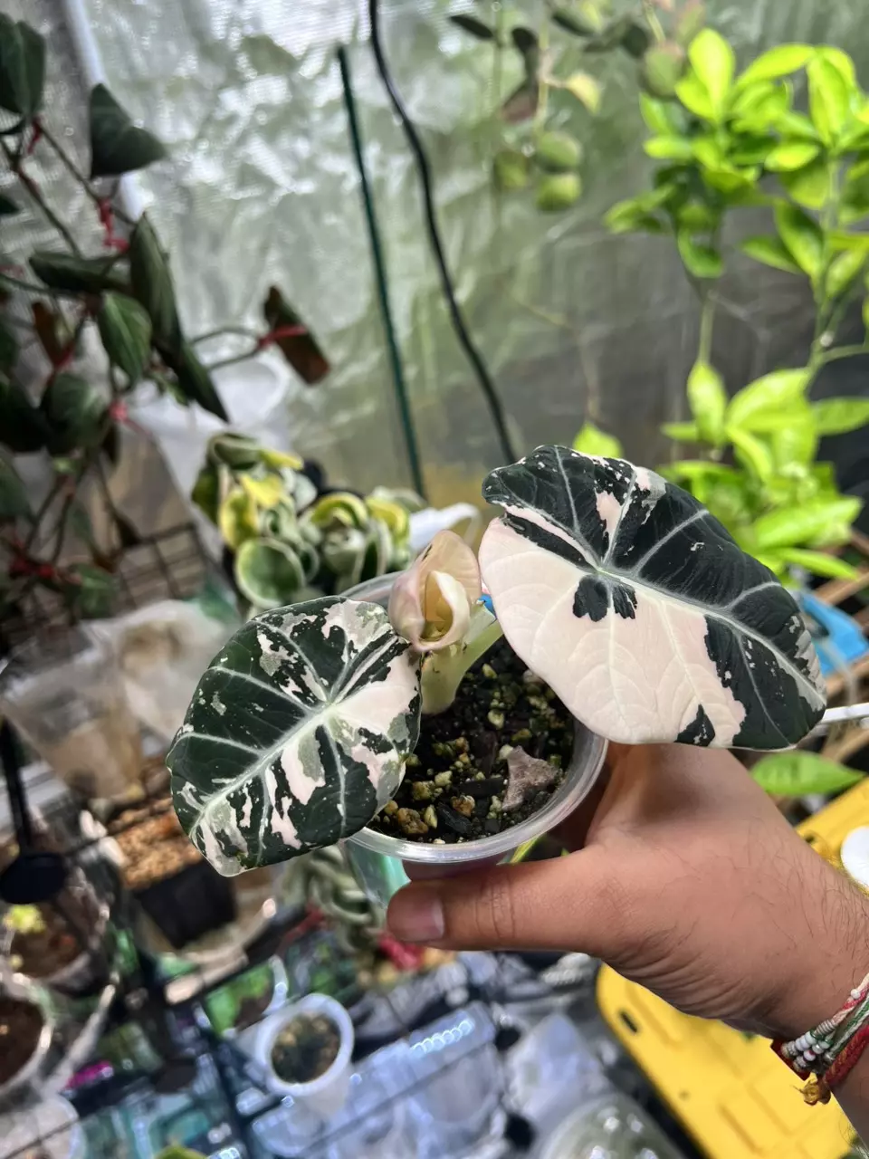 plant/Variegated Alocasia Black Velvet (Pink)-1