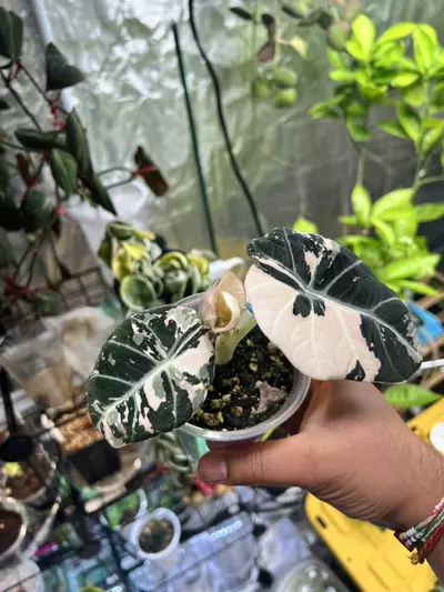 plant/Variegated Alocasia Black Velvet (Pink)-1-thumbnail