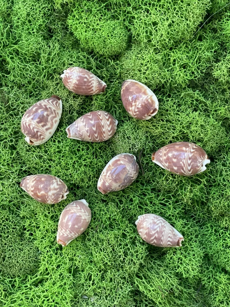 plant/1 RARE Day Break Cowry (1”) aka Sunrise C.,
Morning Glory C., and/or Dawn-1