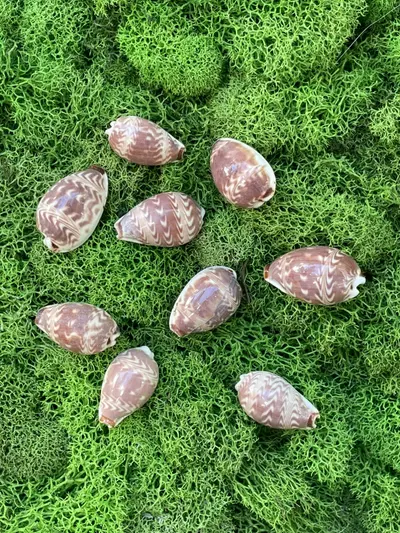 plant/1 RARE Day Break Cowry (1”) aka Sunrise C.,
Morning Glory C., and/or Dawn-1-thumbnail