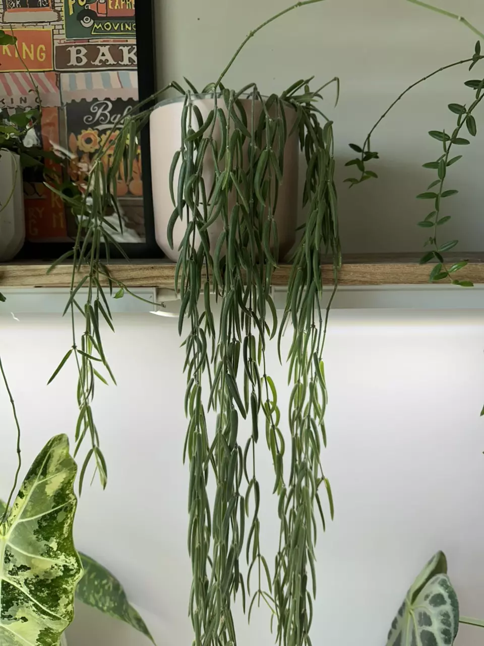 plant/Hoya Linearis - Fresh Cuttings-0