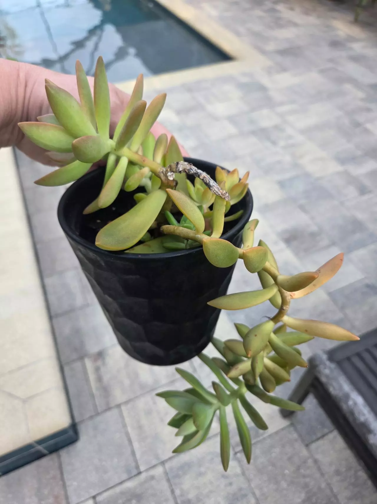 plant/Succulents-0
