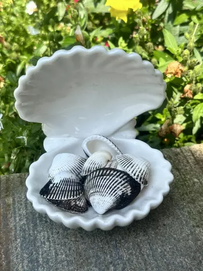 plant/1 Florida Black + White Ponderous Ark (2-3”)-6-thumbnail