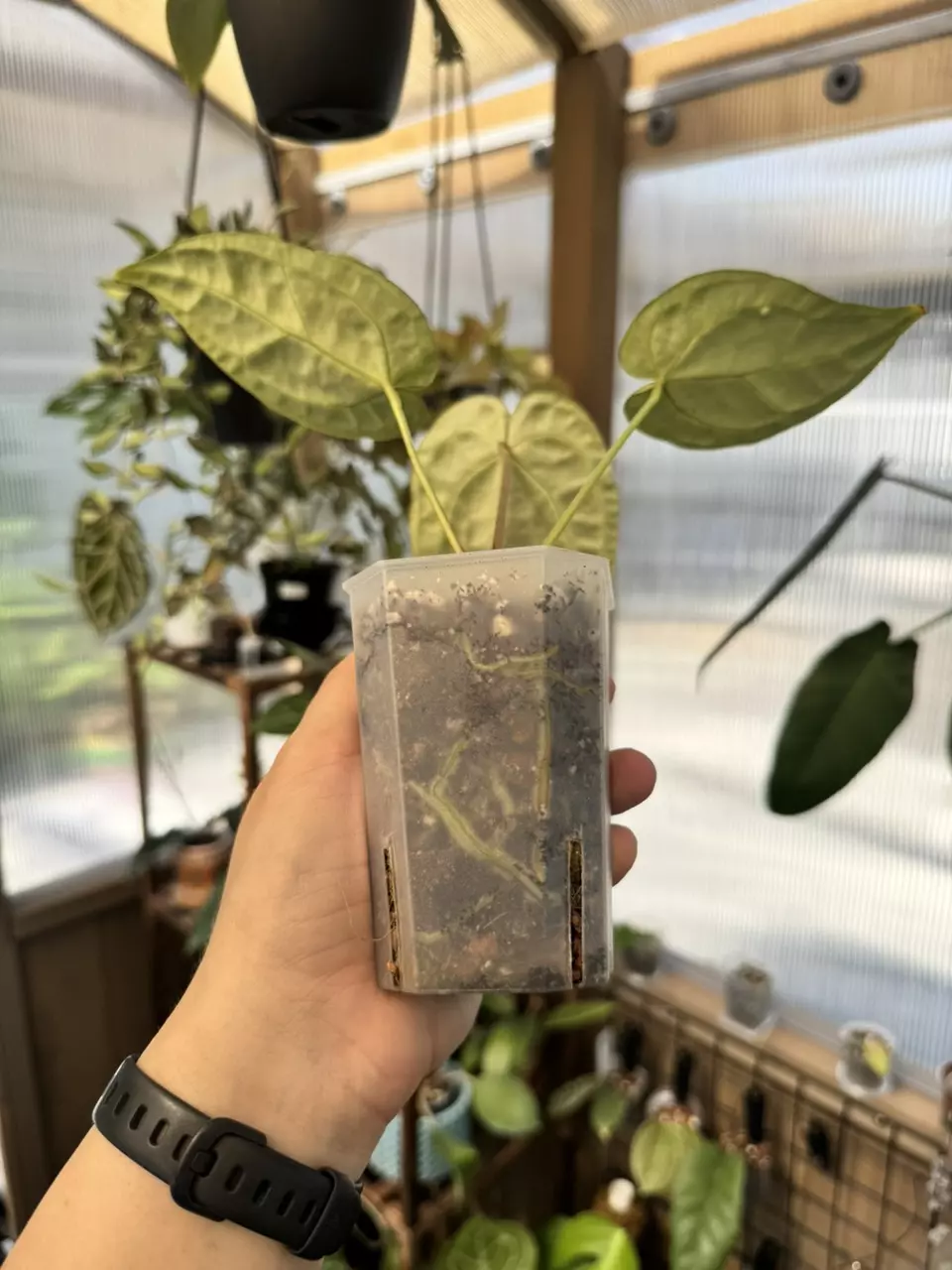 plant/4” Anthurium SKG Grey-1