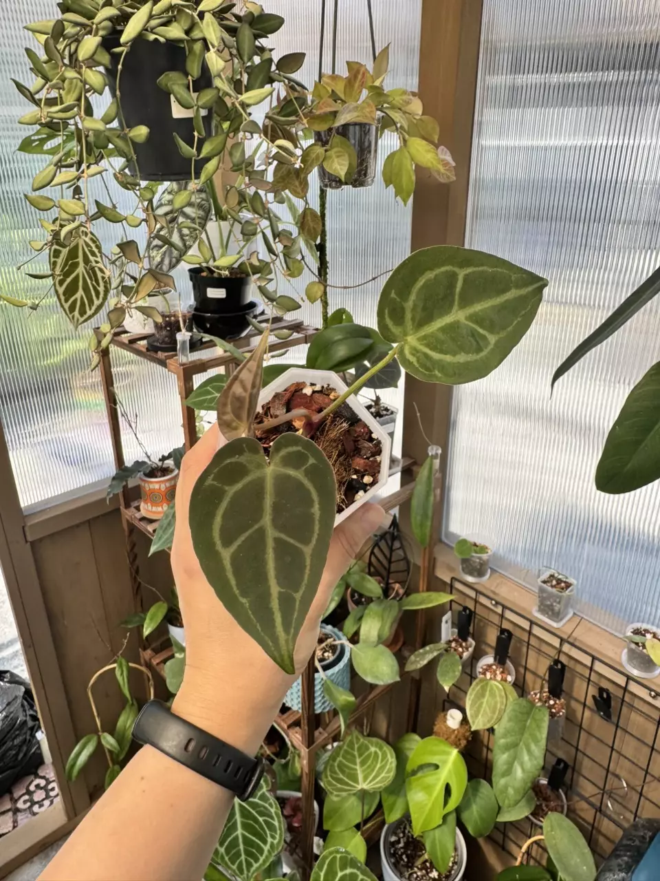 plant/4” Anthurium Crystal Mag x Zara-0