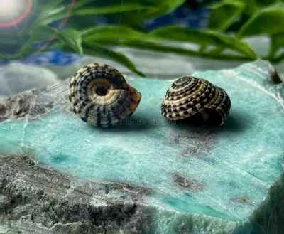 plant/1 MINI Depressed Sundial (3/4-1/2”)-0-thumbnail