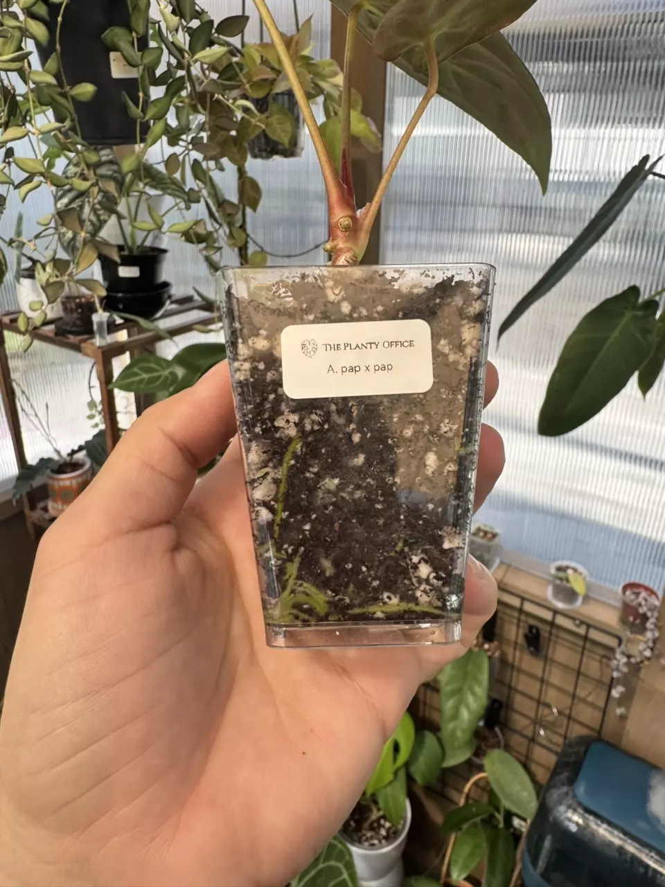 plant/3” Anthurium pap x pap-1