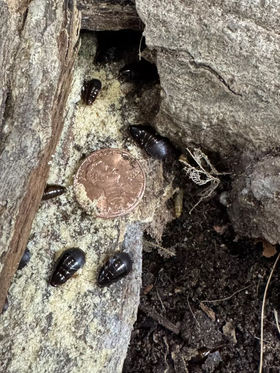 plant/Feeder roaches - little Kenyans 50 count-0