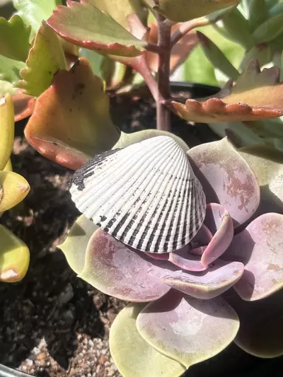 plant/1 Florida Black + White Ponderous Ark (2-3”)-5-thumbnail