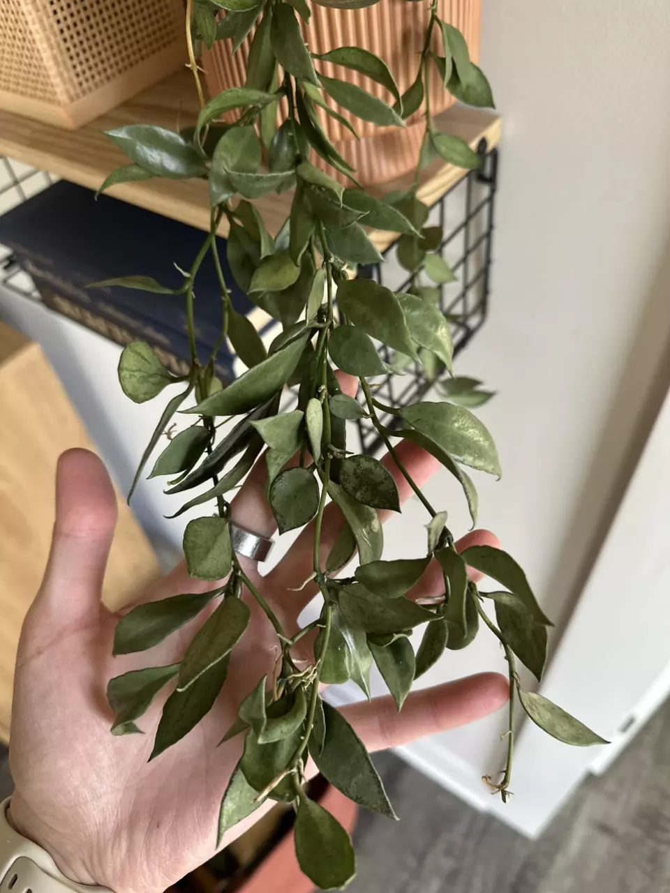 plant/Hoya Lacunosa Louisa Silver - Fresh Cuttings-1