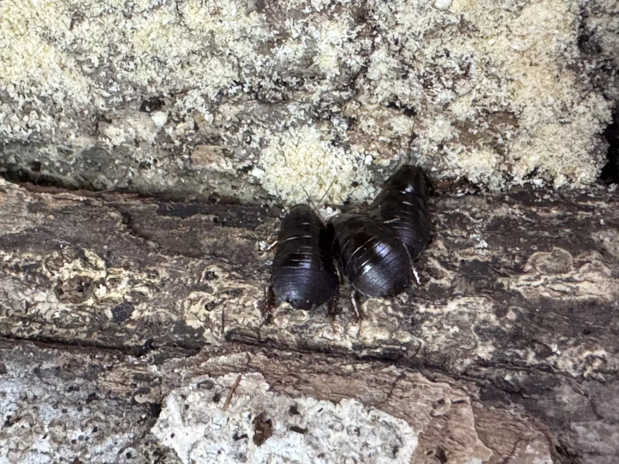 plant/Feeder roaches - little Kenyans 50 count-1