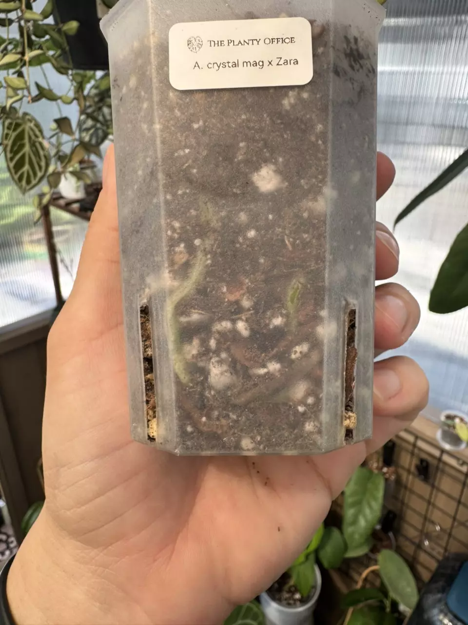 plant/4” Anthurium Crystal Mag x Zara-1