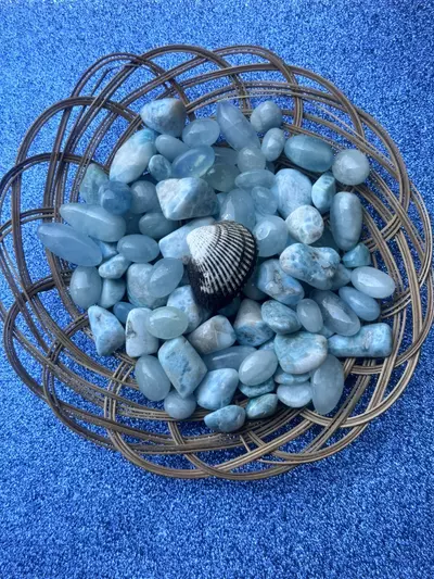 plant/1 Florida Black + White Ponderous Ark (2-3”)-4-thumbnail