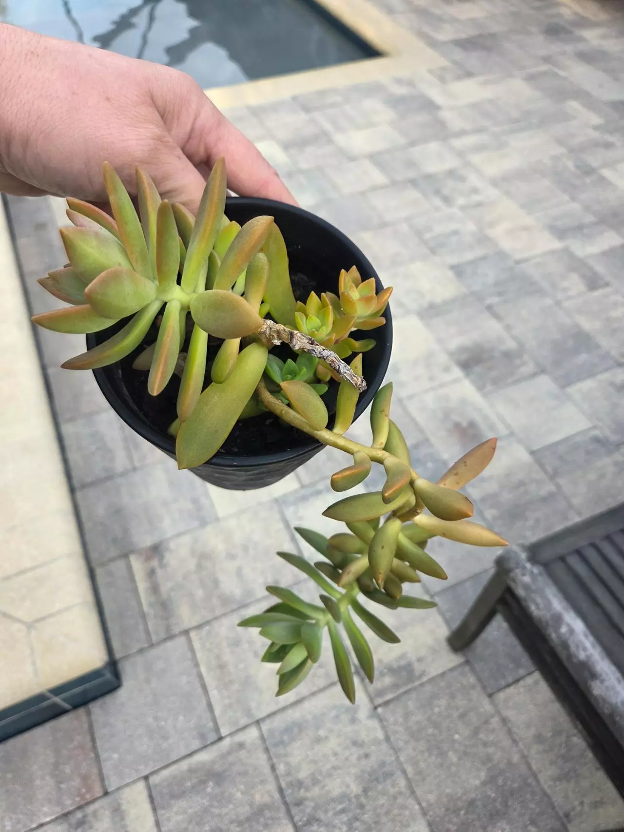 plant/Succulents-1