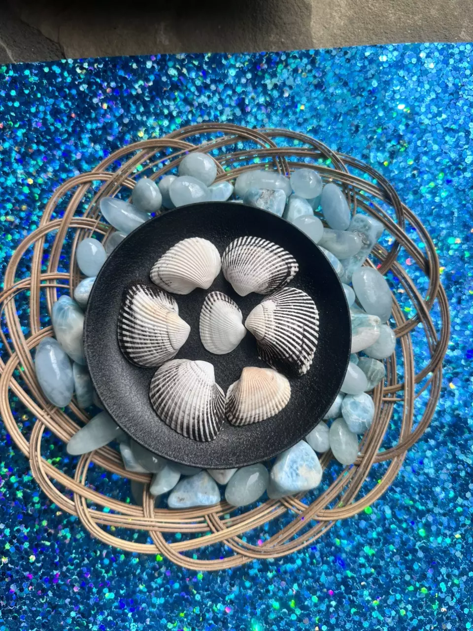 plant/1 Florida Black + White Ponderous Ark (2-3”)-1