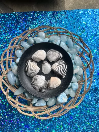 plant/1 Florida Black + White Ponderous Ark (2-3”)-1-thumbnail