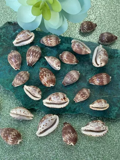 plant/1 RARE Day Break Cowry (1”) aka Sunrise C.,
Morning Glory C., and/or Dawn-0-thumbnail