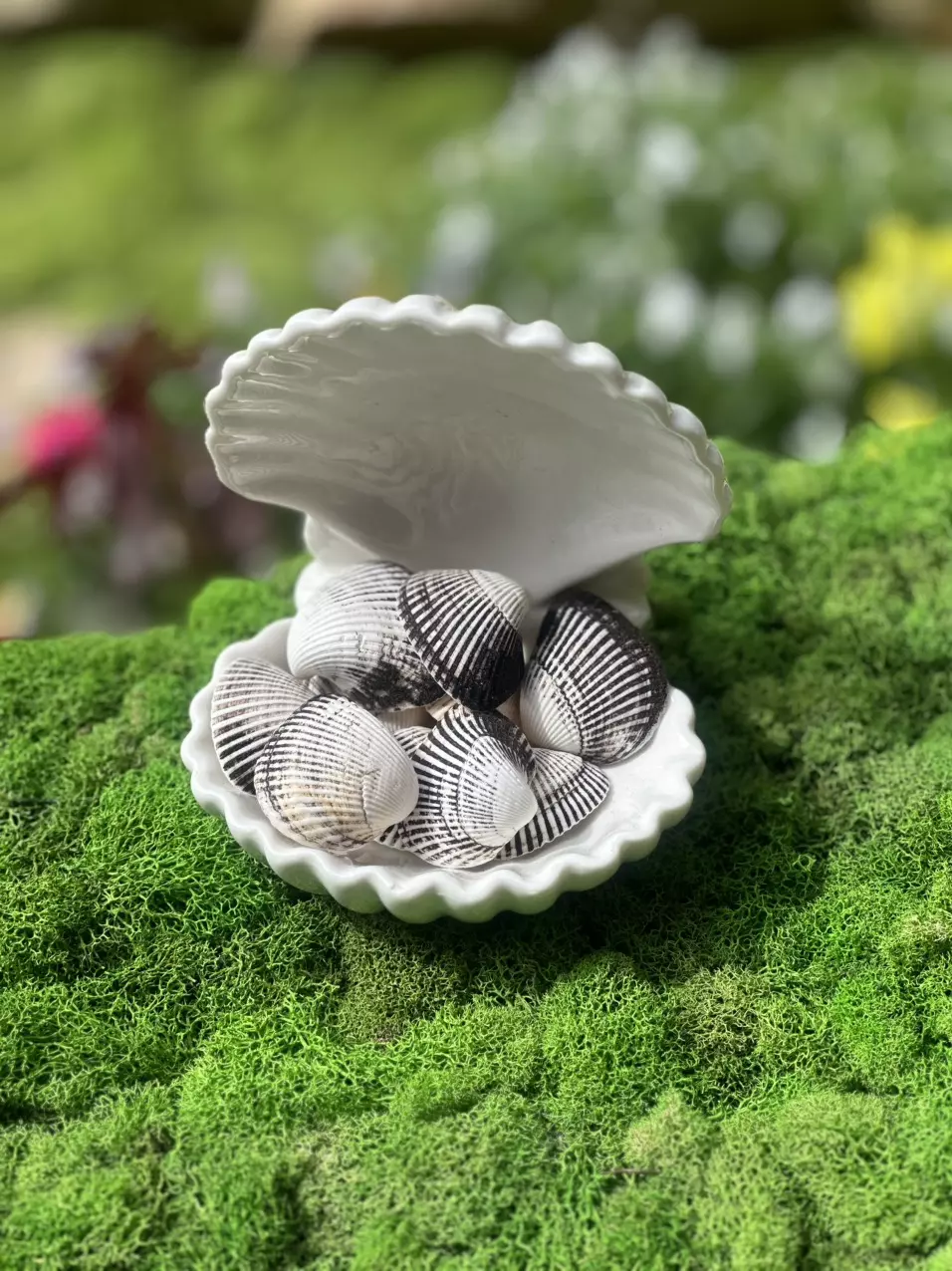 plant/1 Florida Black + White Ponderous Ark (2-3”)-0