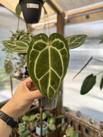 plant/4” Anthurium SKG Grey-0-thumbnail