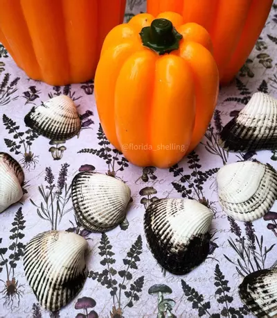 plant/1 Florida Black + White Ponderous Ark (2-3”)-7-thumbnail