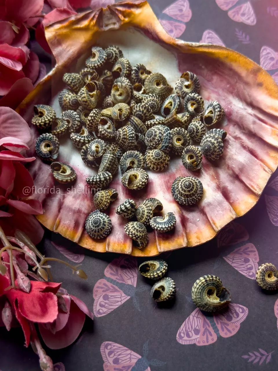 plant/1 MINI Depressed Sundial (3/4-1/2”)-1