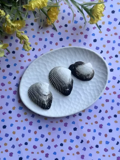 plant/1 Florida Black + White Ponderous Ark (2-3”)-3-thumbnail