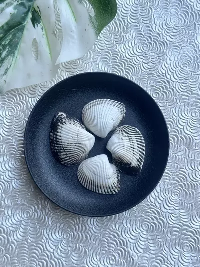 plant/1 Florida Black + White Ponderous Ark (2-3”)-2-thumbnail